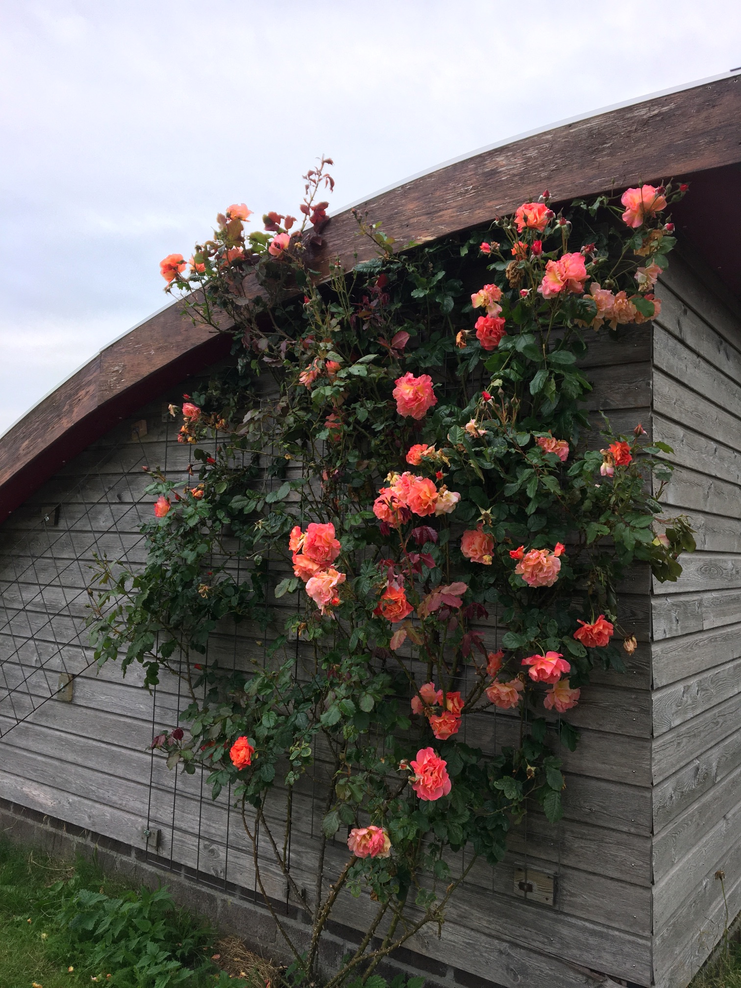 rozen vakantiewoning Grasdak Groningen reitdiep
