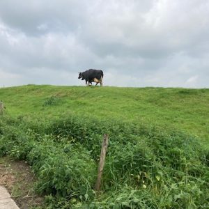 koeien op de dijk vakantiewoning Grasdak Groningen reitdiep